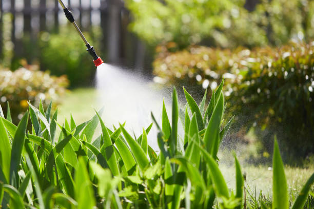 24/7 Emergency Termite Control experts in Pampa, TX