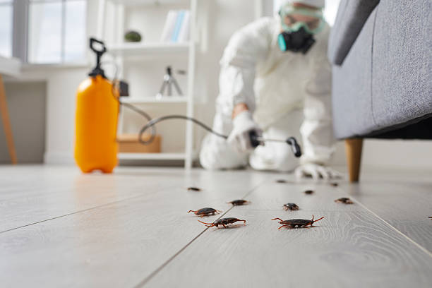 Affordable Termite Control solutions in Pampa, TX